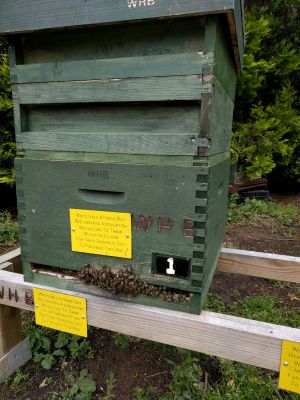 Bee Hive donated by the club